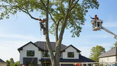 Arborist pruning oak tree in Overland Park KS for healthy growth by Chop Chop Tree experts
