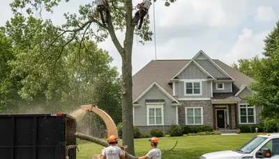 Professional tree removal service in Overland Park, KS safely cutting large oak tree branches