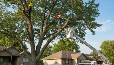Professional tree removal service in Overland Park KS safely cutting and clearing large oak trees
