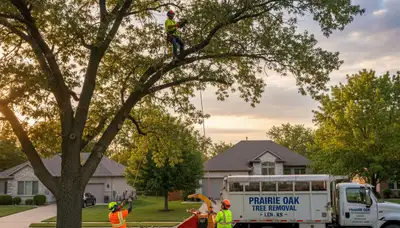 Professional tree removal service in Overland Park KS safely clearing large oak tree
