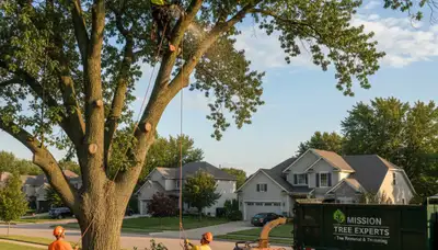 Professional tree removal service in Overland Park KS safely cutting large oak tree