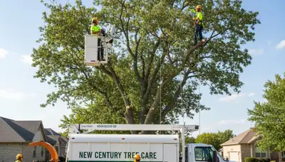 Professional tree removal service in Overland Park KS safely clearing large oak trees