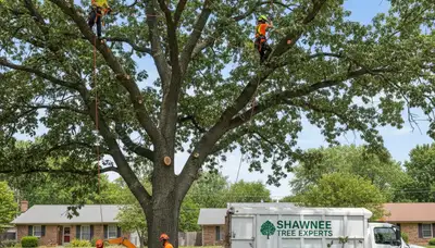 Professional tree removal service in Overland Park KS safely clearing large oak tree