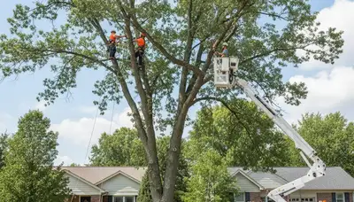 Professional tree removal service in Overland Park KS safely cutting large oak near a residential home