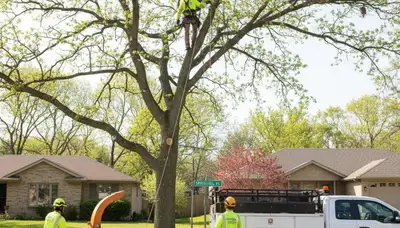 Professional tree removal service in Overland Park KS by certified arborists safely clearing trees